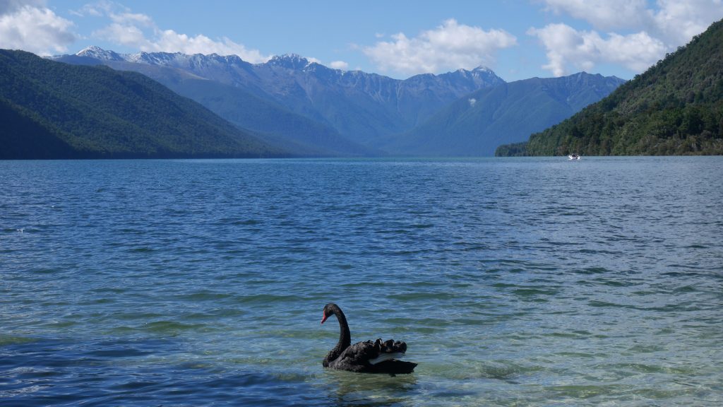 Un cygne à Rotoroa