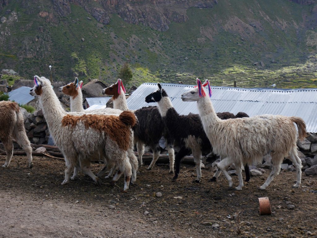 cotahuasi-j2-lauripampa-9