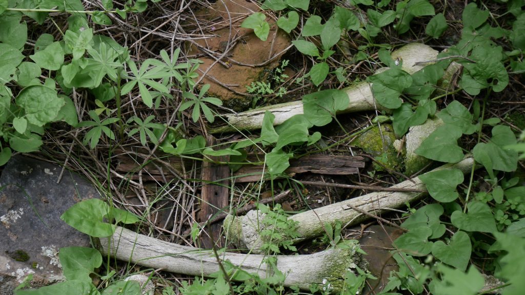 Les os du cimetière