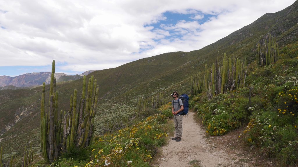 Thomas au milieu des grands cactus