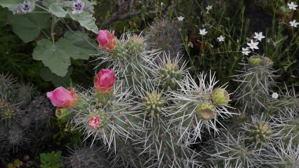 Fleurs de cactus