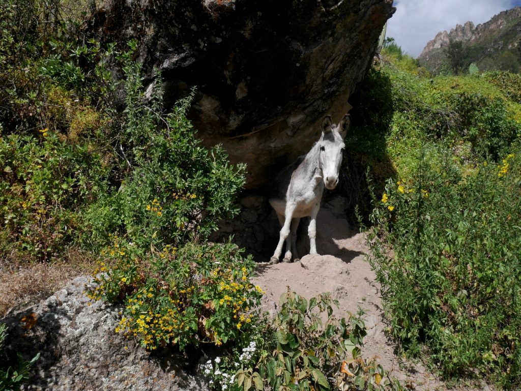Un âne presque bien caché