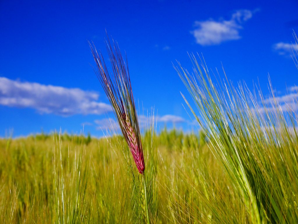 Silence, ça pousse !