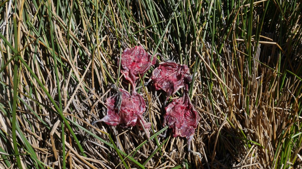 De la viande qui sèche