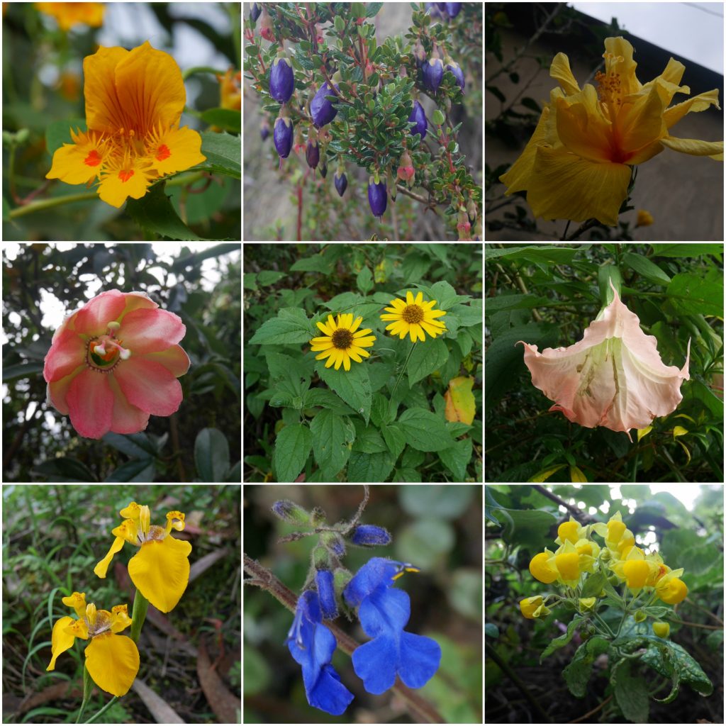 Les fleurs du chemin