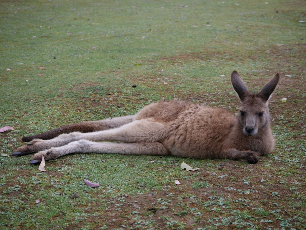 Les kangourous ont la vie douce