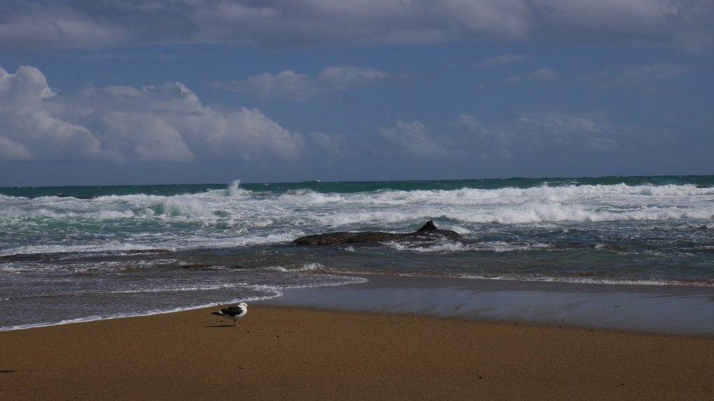 Vagues et mouettes