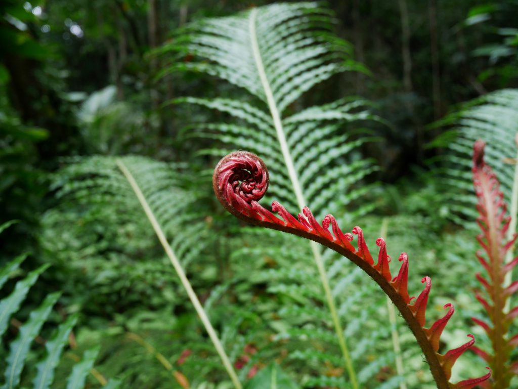 Crosse rouge sur feuille verte