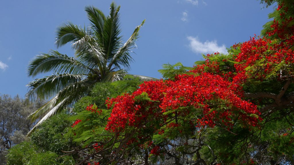 Les flamboyants