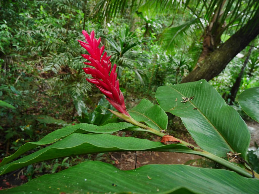 noumea-et-pins-j4-plante