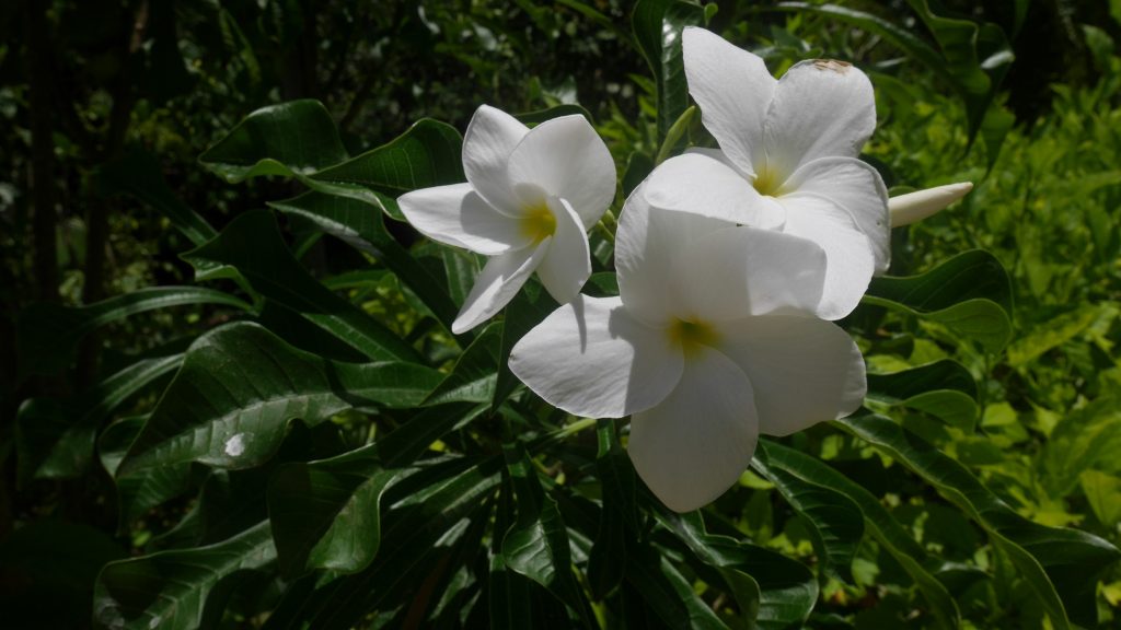 noumea-et-pins-j6-fleurs