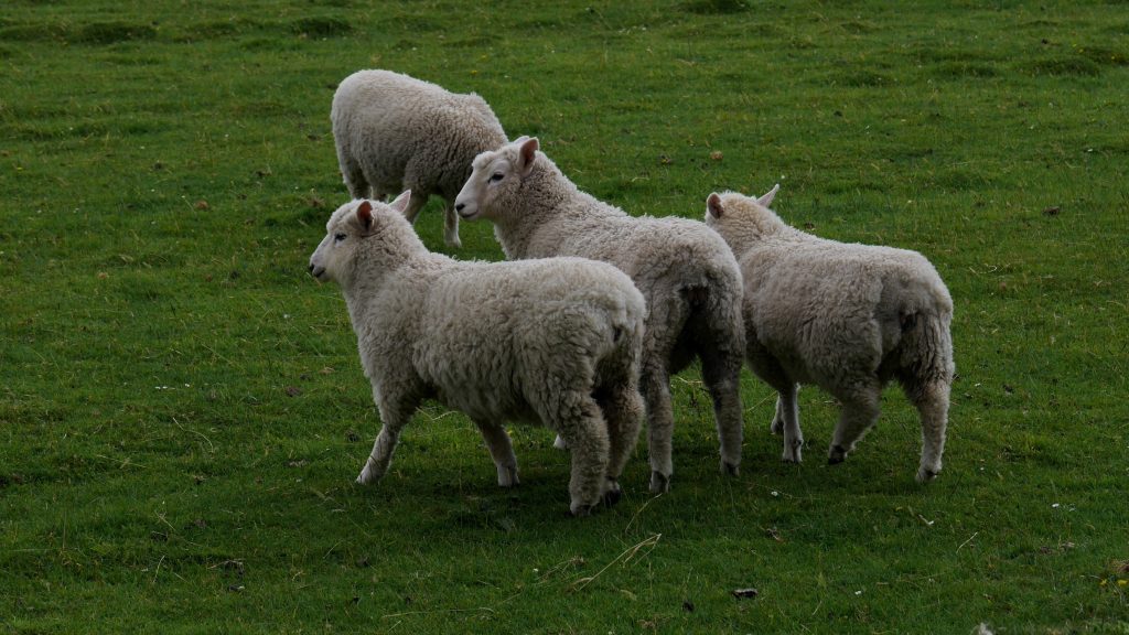 Des moutons parmi tant d'autres sur cette île