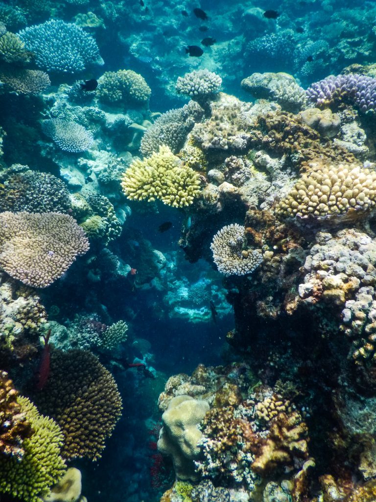 Des coraux