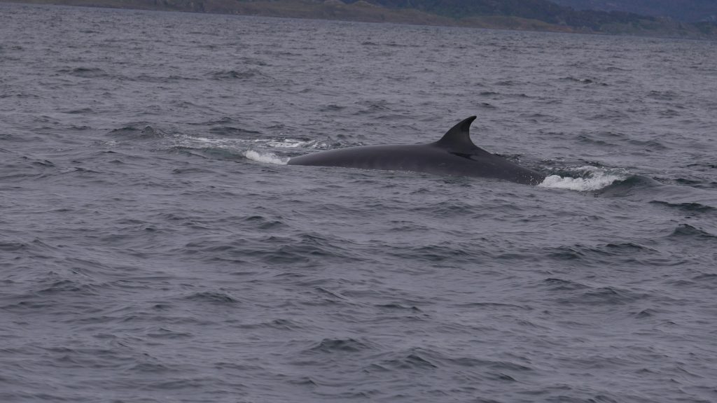 ushuaia-j3-baleine-3