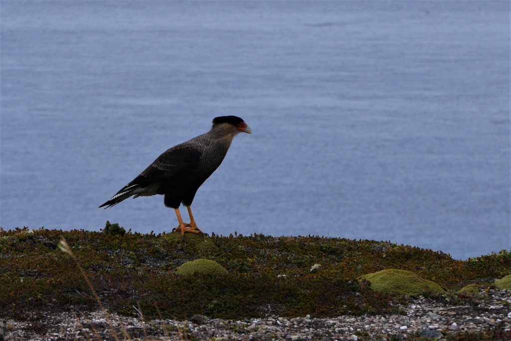 Un caracara huppé