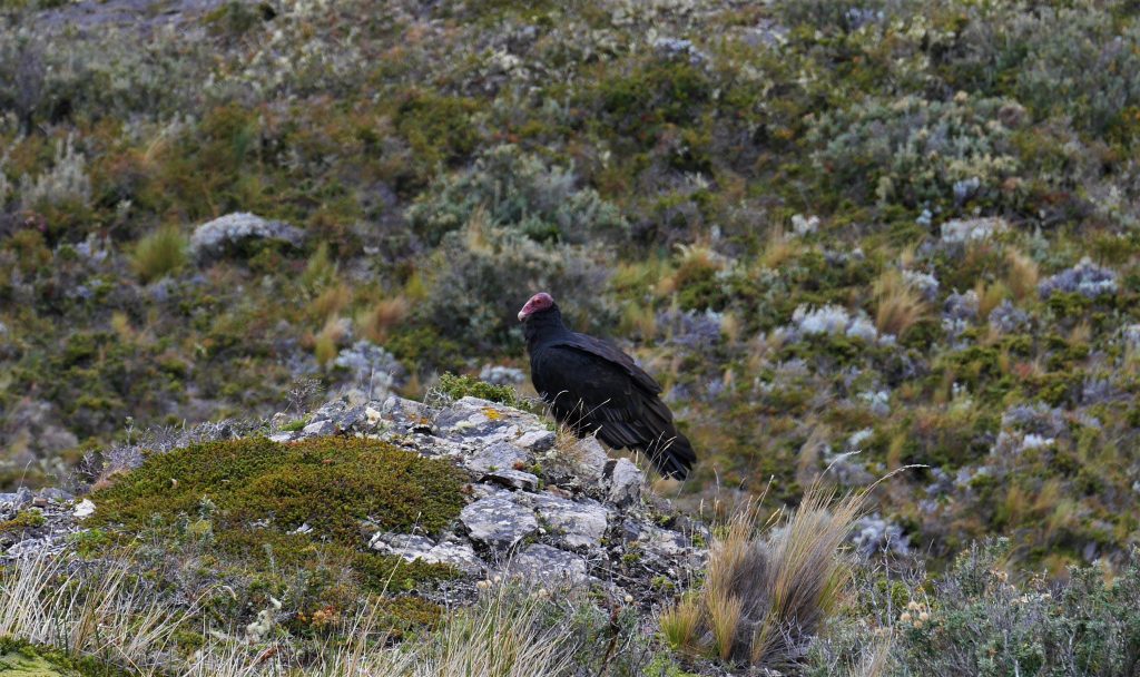 Un vautour (Turkey vulture)